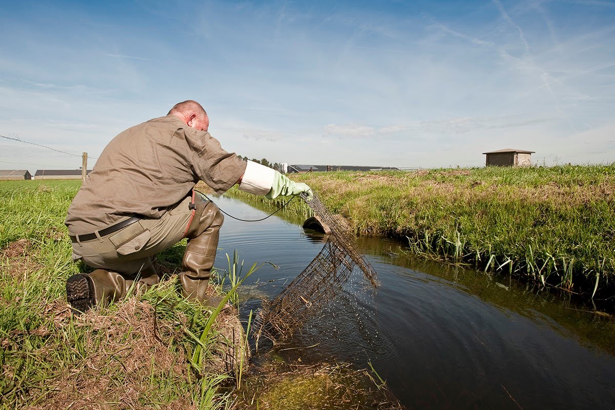 Muskusrattenbestrijding