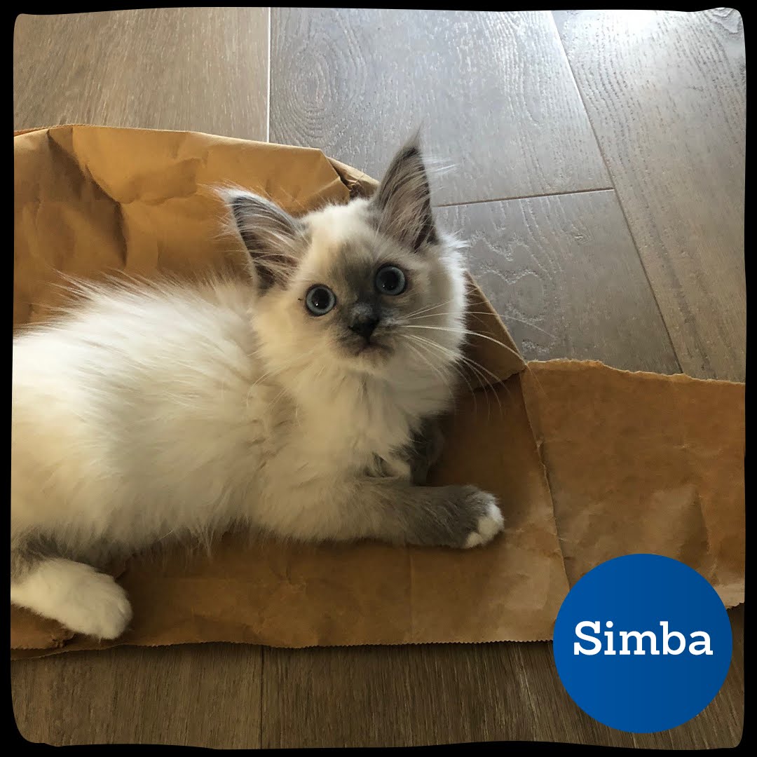 Een van de kittens die Simba heet en is aangesloten bij Petplan