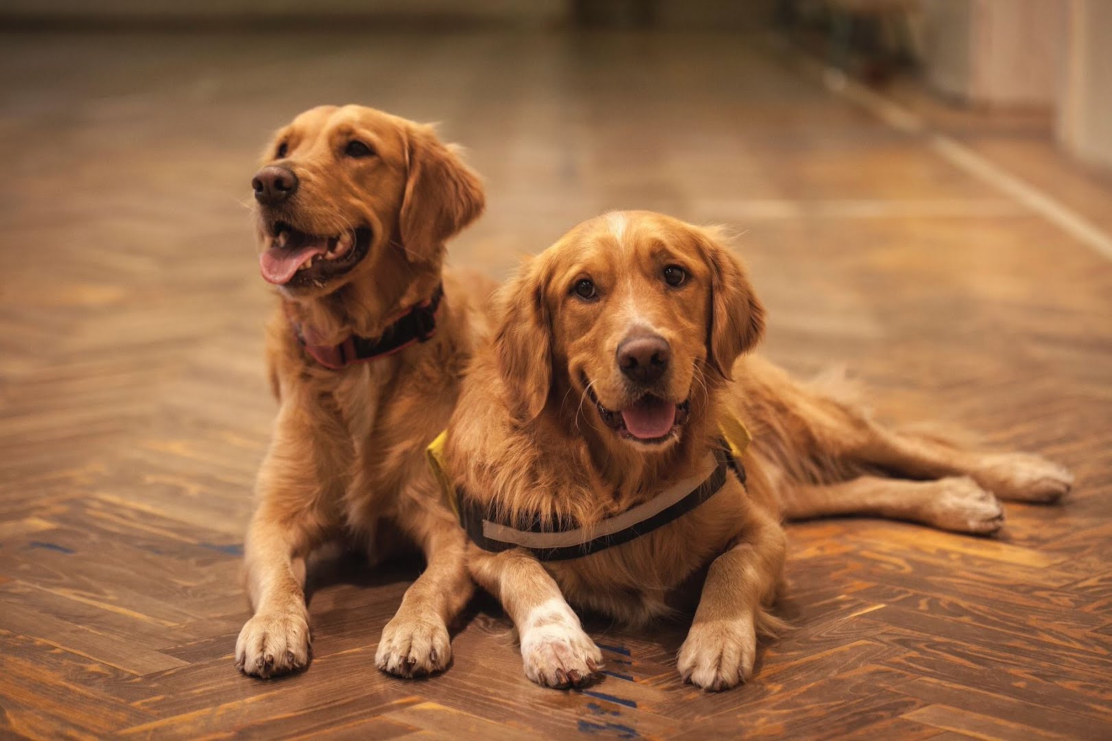 Twee golden retrievers waarvan 1 met de populairste hondennaam van 2022 Max