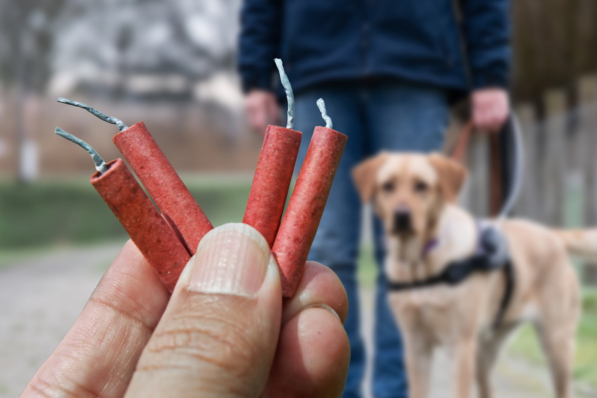 Geleidehond kijkt op afstandje naar hand met vuurwerk