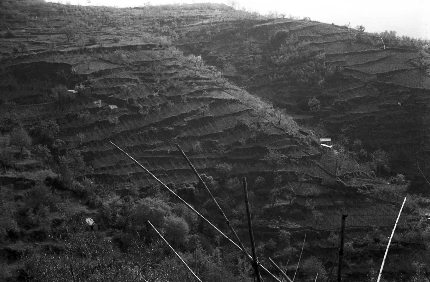 Blick in die terrassierte Hügellandschaft der Umgebung von Olevano Romano. Dort wuchsen Wein und Olivenbäume. Die Stangen im Bildvordergrund gehören zum Garten der Casa Baldi. Sommer 1964