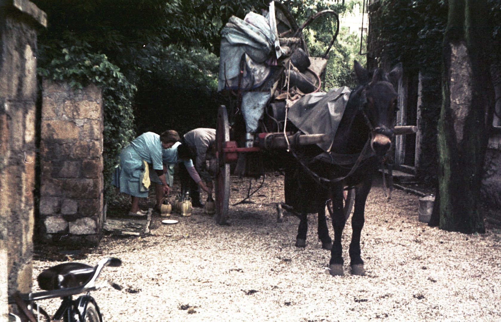 Weinanlieferung in großen Fässern auf einem Maultierkarren. Angestellte der Villa Massimo füllen den Wein in typische italienische Korbflaschen („Fiaschi“).  Rom 1963