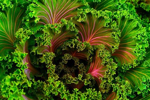 Kale for anti-aging skin care