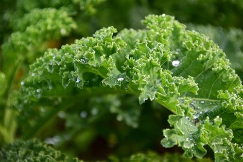 Kale for flawless skin recipes