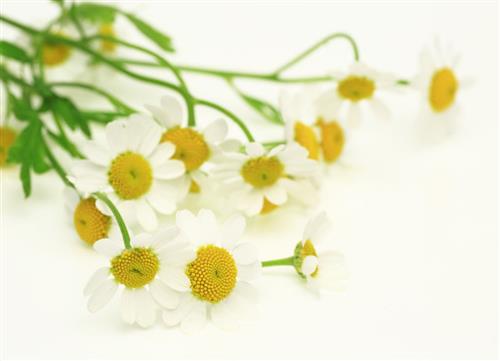 Chamomile for sensitive skin