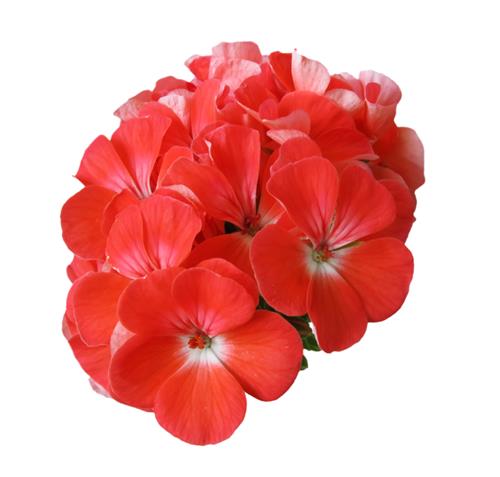 Geranium for blackheads, whiteheads