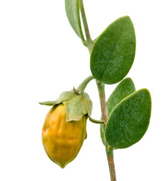 jojoba oil to nourish dry skin