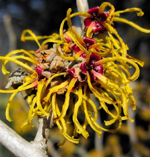 Witch hazel for natural toner