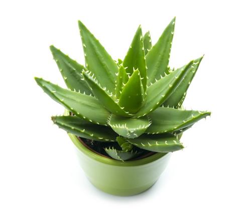 Aloe vera for melasma & hyperpigmentation