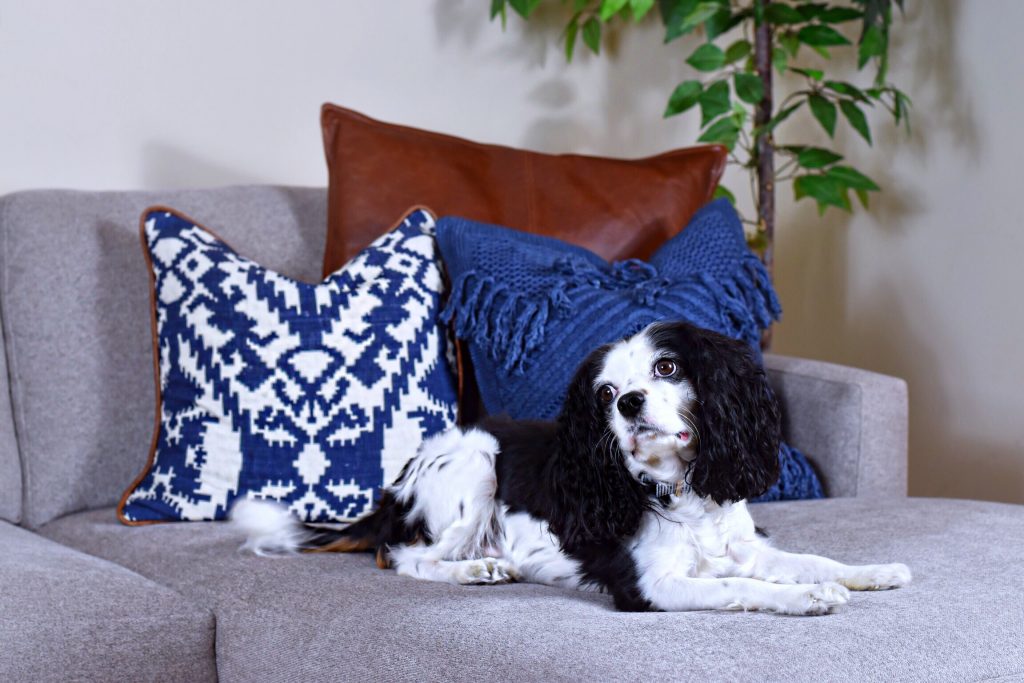 dog on grey sofa with colorful pillows