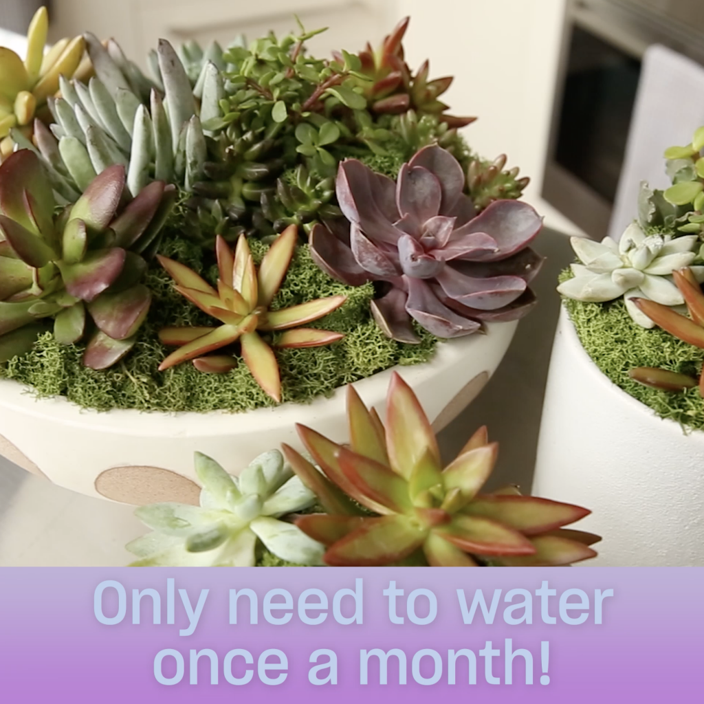 Three finished pots of succulents with moss after being planted