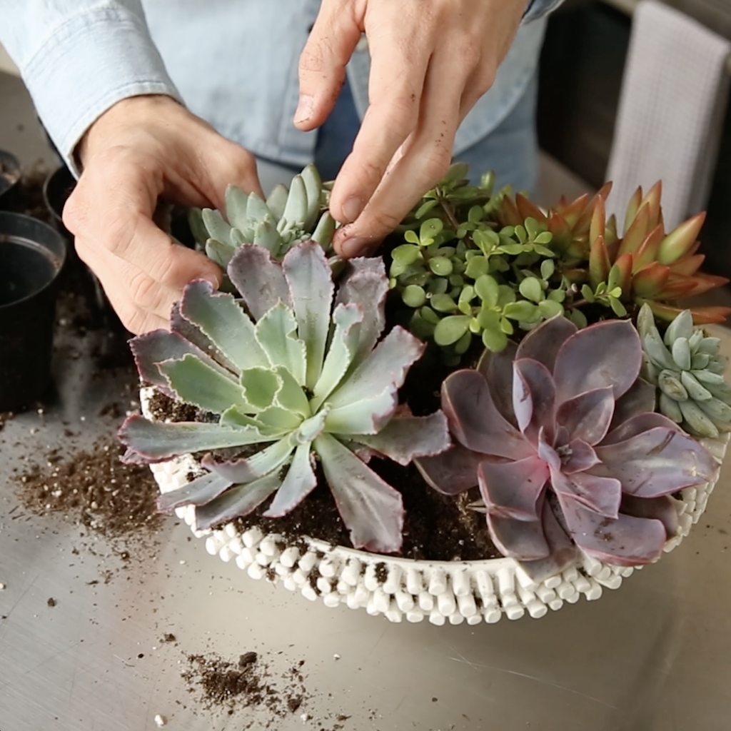 Succulent plants being planted in a white planter with dirt