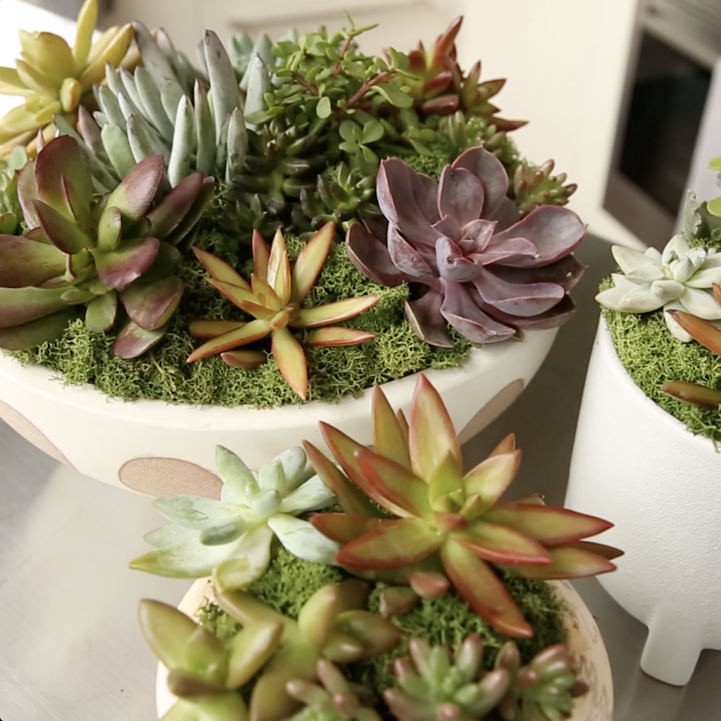 Detail view of three succulent plants in white pots