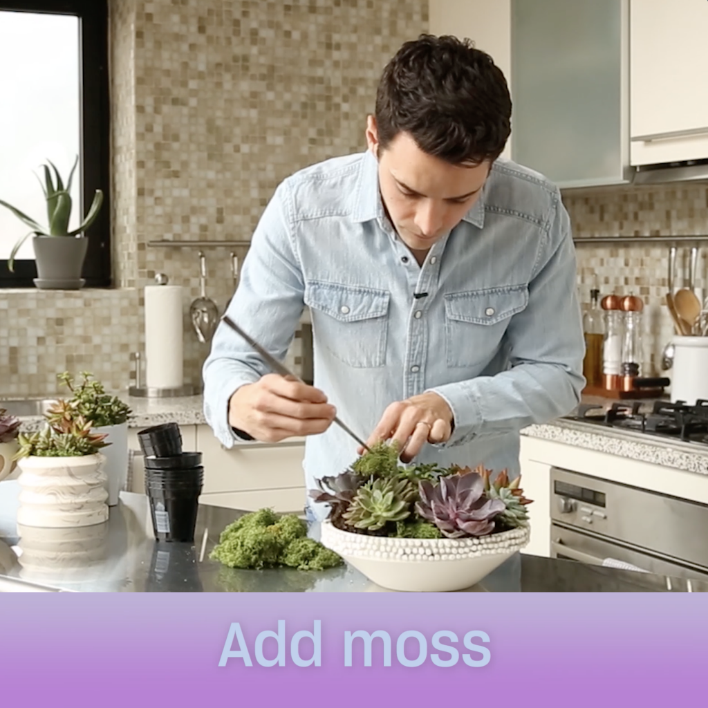 Man in a blue shirt in a modern kitchen planting succulents into a white pot