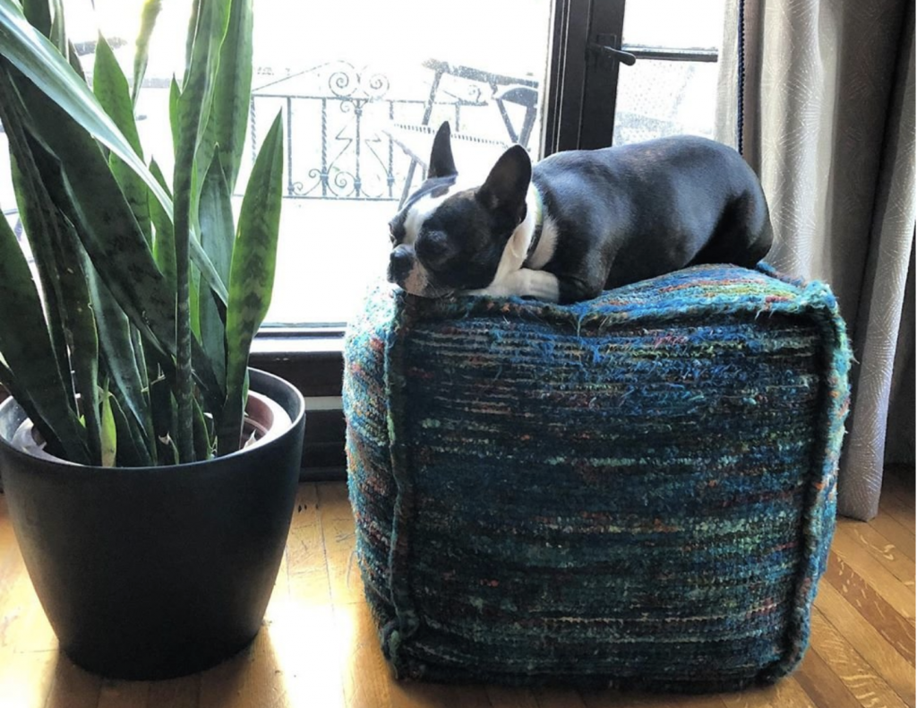 dog laying on blue ottoman