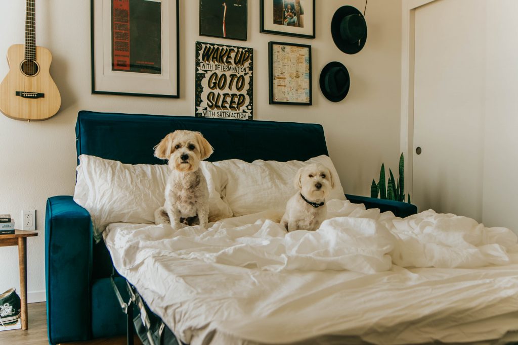 two white dogs on a blue and white pull out sofa