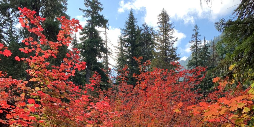 image of fall scenery trees and leaves