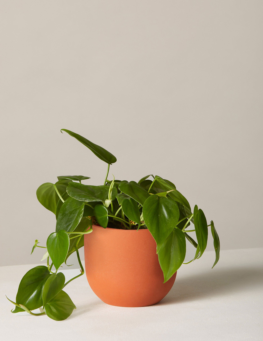 plant on table