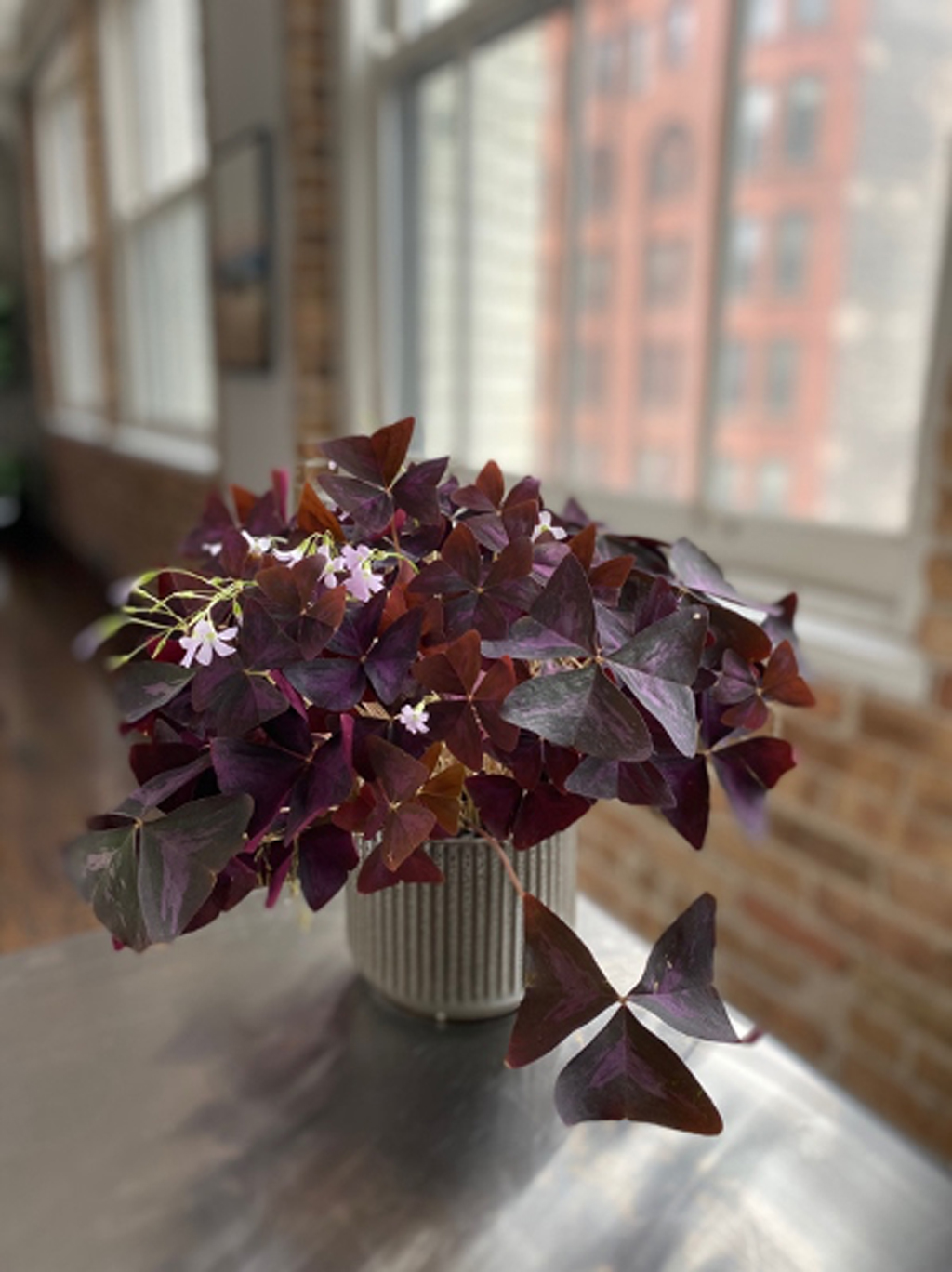 plant on table