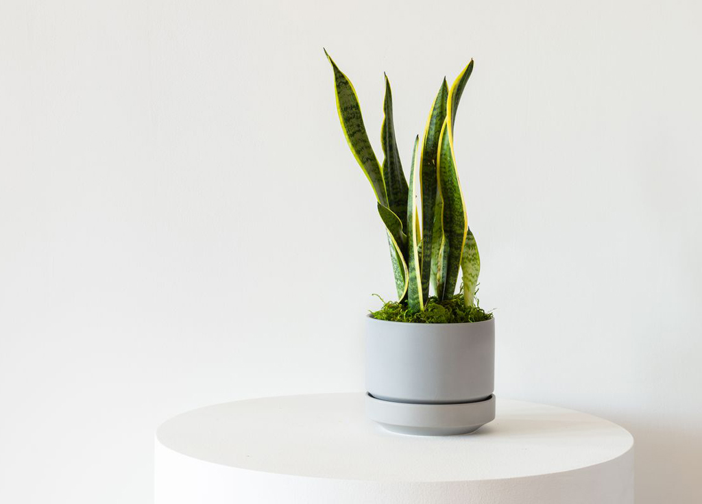 plant on table