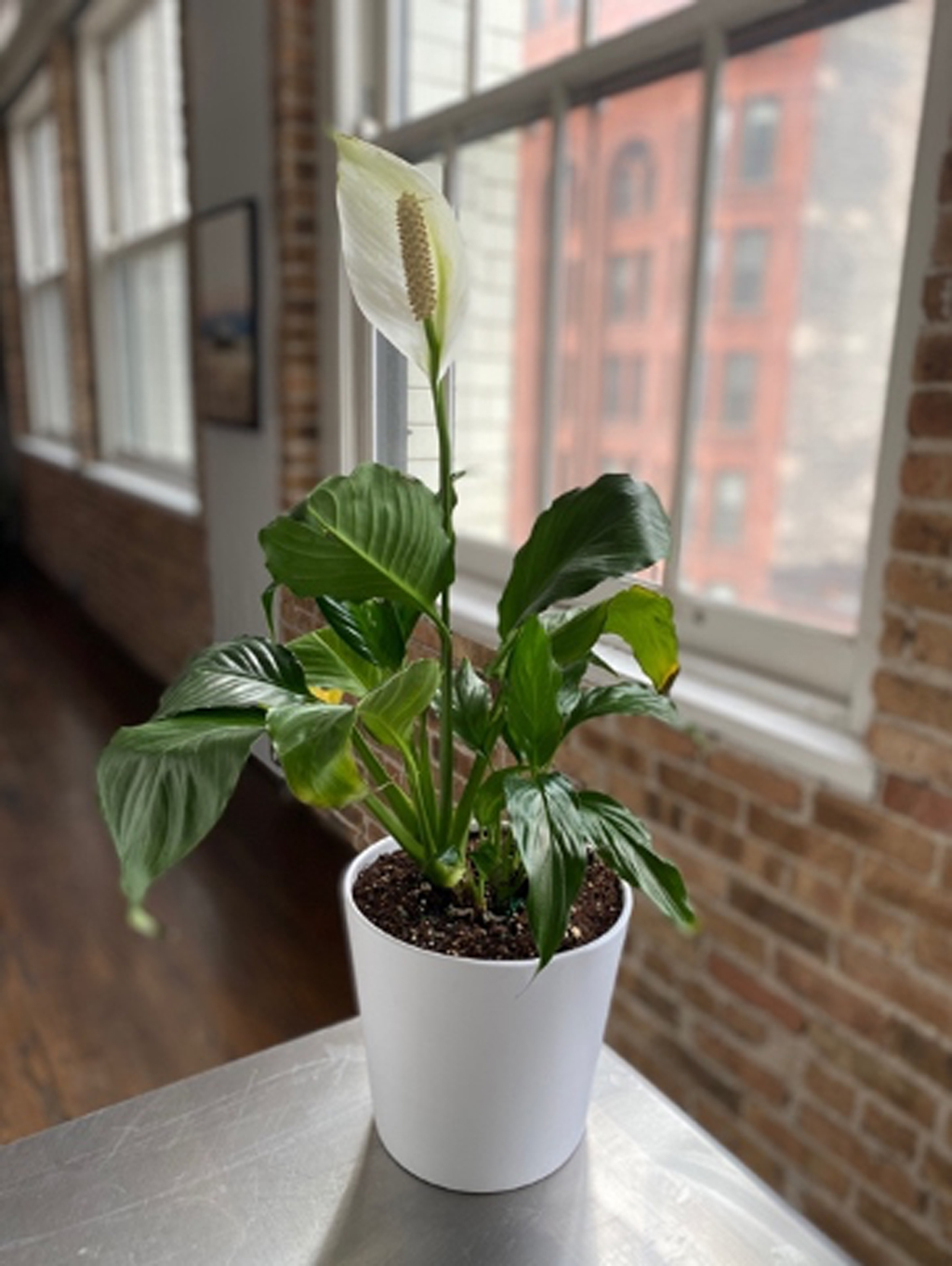 plant on table