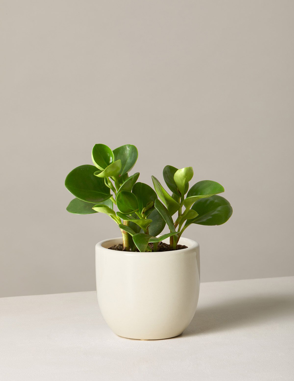 plant on table