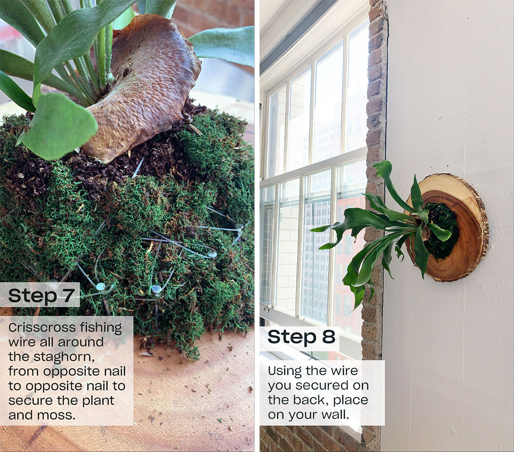 left image is moss and a plant right image is the hanging wall plant