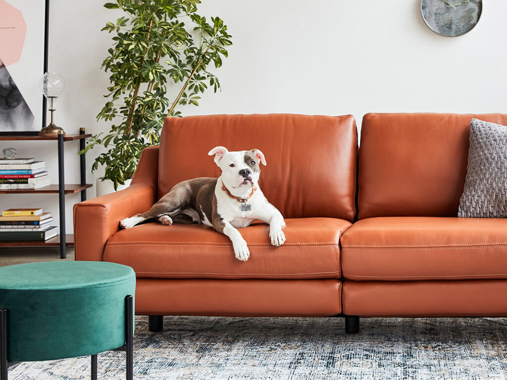 orange sofa with a dog and pillow on it