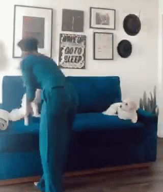 person petting a white dog on a blue sofa