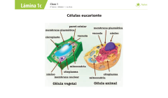 Lámina de planificación de clase ciencias naturales, octavo básico, dos