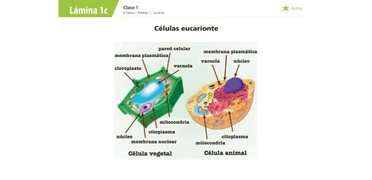 Lámina de planificación de clase ciencias naturales, octavo básico, dos