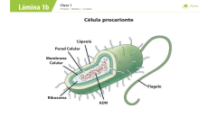 Lámina de planificación de clase ciencias naturales, octavo básico, uno