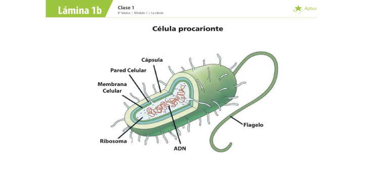 Lámina de planificación de clase ciencias naturales, octavo básico, uno