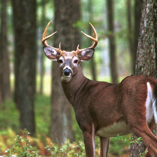 Frank N. Miller Photo