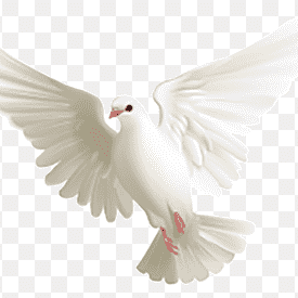 Laurel A. Rookwood Photo