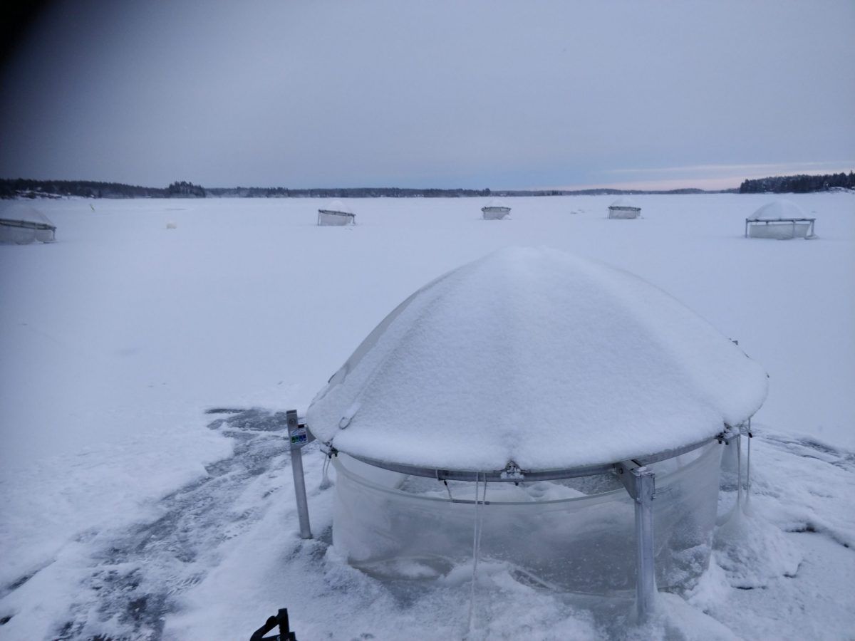 Comparative-double-mesocosm-carbon-experiment-throughout-the-sub-arctic-winter-Umeå-1-scaled-e1646127559460.jpg