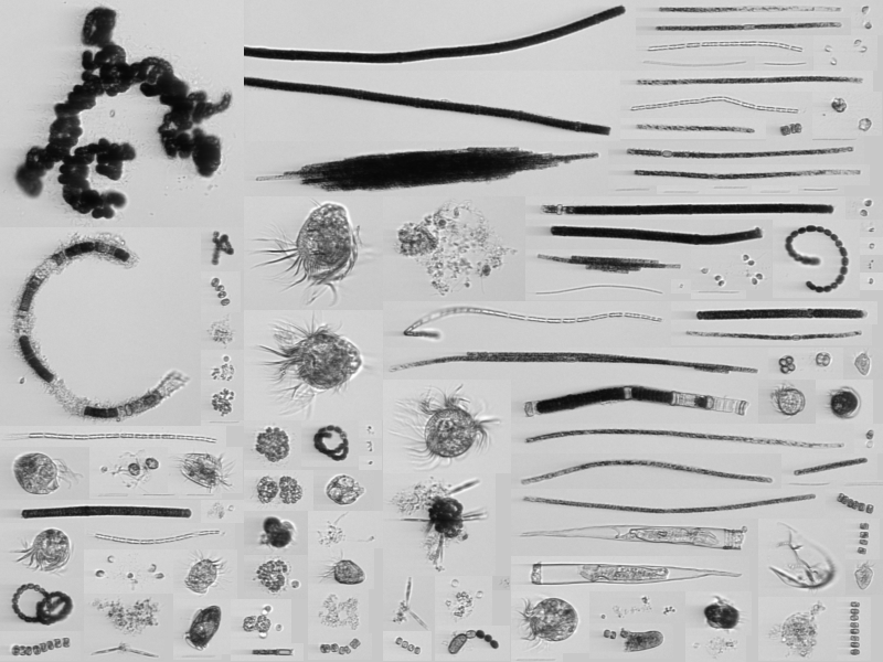 IFCB plankton image