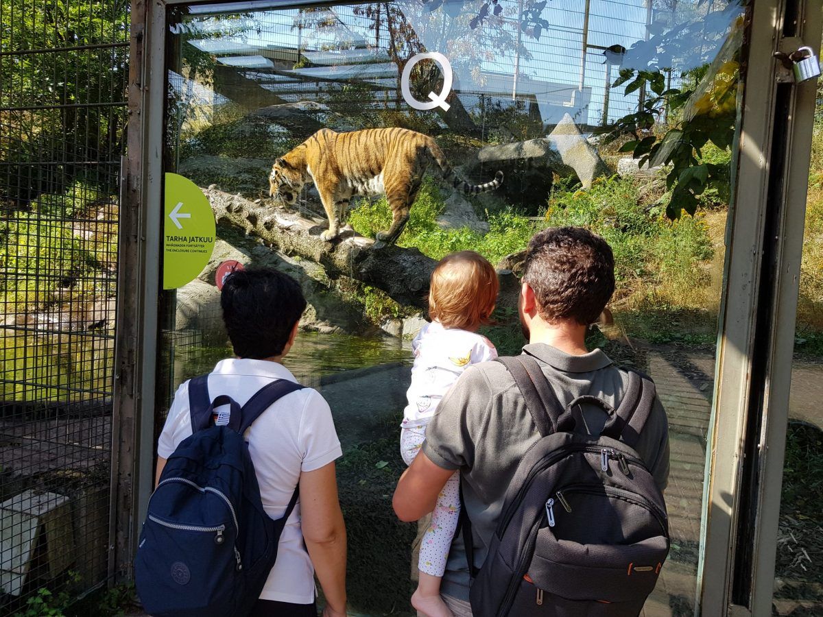 two people holding a small child at the zoo, looking at a tiger