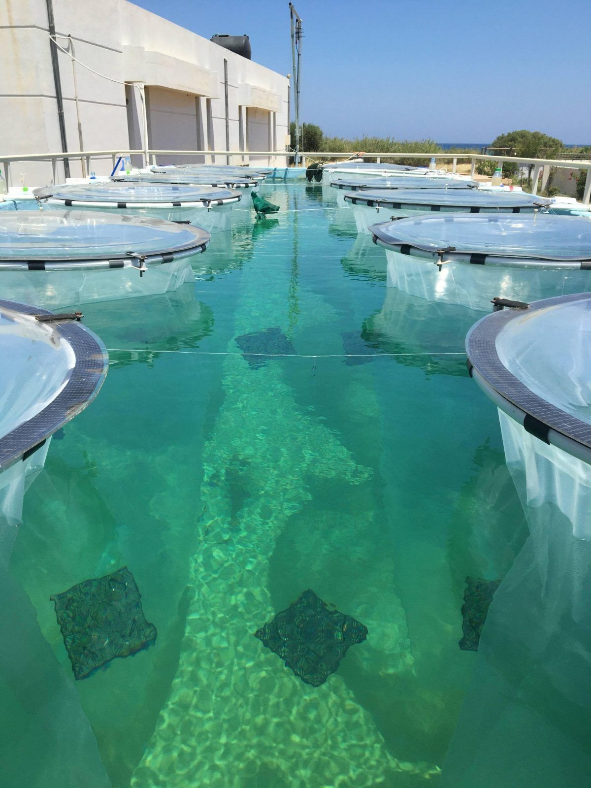 the mesocosm bags and in situ incubation for bacterial respiration 