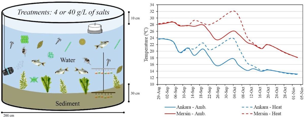 Figure  2. The general design of the mesocosms and temperature variation in the treatments with ambient temperature and heated mesocosms in Ankara and Mersin mesocosm facilities.