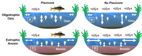 Schematic representation of the ponds under the 4 treatments