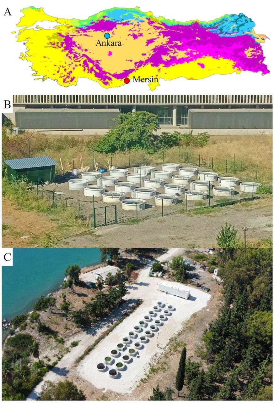 Figure 1. The geographical location (A) and an aerial view of the mesocosm facilities used for the heatwave experiment with two contrasting salinities in  Ankara  (B)  and  Mersin (C). Photos: B – Cihelio Amorim; C - Korhan Özkan. 