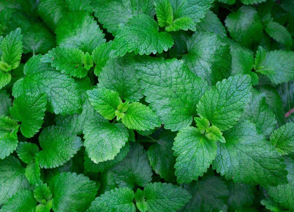 outdoor-mosquito-repellent-plants