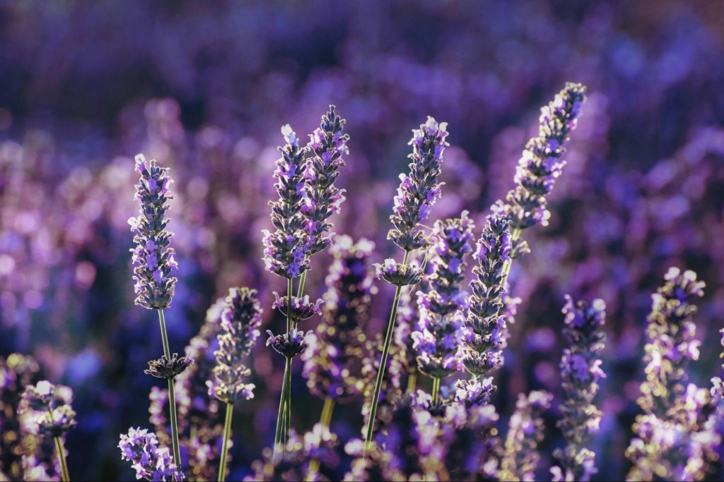 indoor-mosquito-repellent-plants