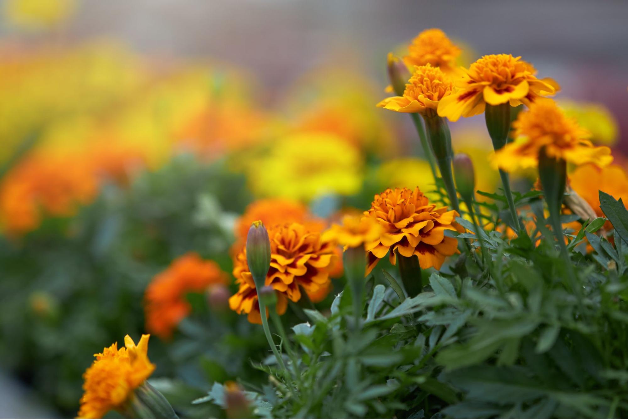 mosquito-repellent-plants