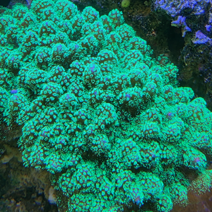 Stylophora Highlight (green)