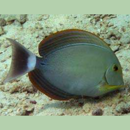 Yellowfin Tang (Acanthurus xanthopterus)