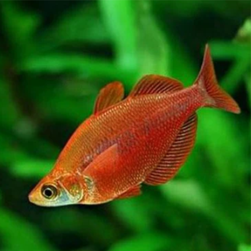 Salmon Red Rainbow (Glossolepis incisus)