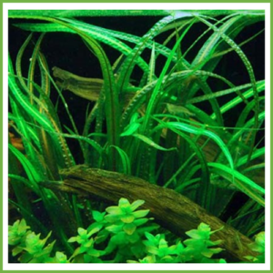Cryptocoryne Balansae