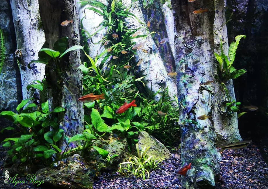 Fishkeeping Myths, Busted: Separating Fact from Fiction in Your Tank